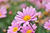 ARGYRANTHEMUM FRUTESCENS MOLIMBA,