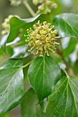 HEDERA HELIX