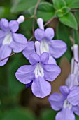 STREPTOCARPUS SPEC.