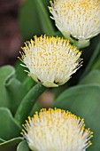 HAEMANTHUS ALBIFLOS