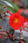 ACHIMENANTHA NAEGELIOIDES INFERNO