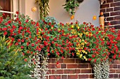 CALIBRACHOA, ON A BALCONY