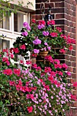 PELARGONIUM, PELARGONIUMS, CALIBRACHOA, ON A BALCONY