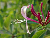 LONICERA CAPRIFOLIUM, ITALIAN HONEYSUCKLE