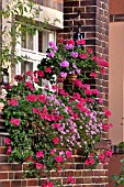 PELARGONIUM, PELARGONIUMS, CALIBRACHOA, ON A BALCONY