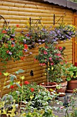 PELARGONIUM, SCAEVOLA SALIGNA, BIDENS, FUCHSIA