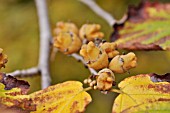 HAMAMELIS VIRGINIANA