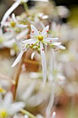 SAXIFRAGA CORTUSIFOLIA