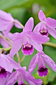 CATTLEYA BOWRINGIANA