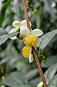 CAMELLIA SINENSIS, TEA PLANT