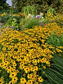 RUDBECKIA FULGIDA, CONE FLOWER