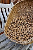 BASKET WITH WALNUTS