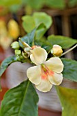 IMPATIENS FUSION GLOW