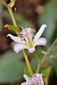 TRICYRTIS TOJEN