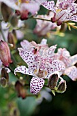 TRICYRTIS HIRTA