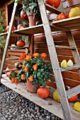 ETAGERE WITH DAHLIA AND PUMPKINS. DESIGN: MARIANNE AND DETLEF LUEDKE