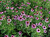 ECHINACEA PURPUREA, PURPLE CONE FLOWER