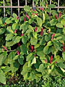 PHYTOLACCA AMERICANA, AMERICAN POKEWEED