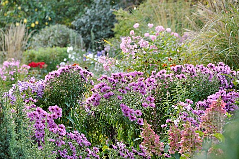 AUTUMNAL_GARDEN_WITH_ASTERS_DESIGN_MARIANNE_AND_DETLEF_LUEDKE