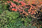 HAMAMELIS IN AUTUMN GARDEN