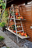 ETAGERE WITH PUMPKINS. DESIGN: MARIANNE AND DETLEF LUEDKE