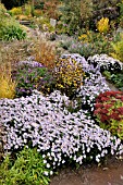 AUTUMNAL GARDEN WITH ASTER DUMOSUS