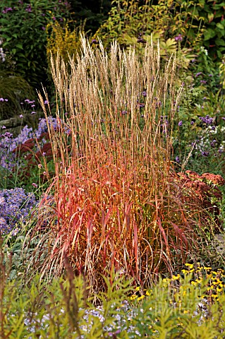 MISCANTHUS_SINENSIS_GHANA