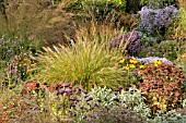 PENNISETUM ALOPECUROIDES SYN. PENNISETUM COMPRESSUM, IN AN AUTUMNAL GARDEN