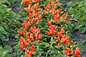 CAPSICUM ANNUUM, DECORATIVE PEPPER