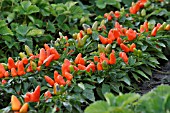 CAPSICUM ANNUUM, DECORATIVE PEPPER