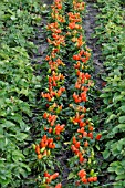 CAPSICUM ANNUUM, DECORATIVE PEPPER