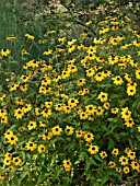 RUDBECKIA TRILOBA, CONE FLOWER