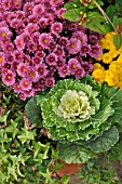 BRASSICA OLERACEA, WITH CHRYSANTHEMUMS