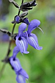 SALVIA GUARANITICA BLACK, BLUE