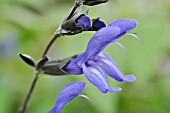 SALVIA GUARANITICA BLACK, BLUE