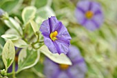 LYCIANTHES RANTONNETII SYN. SOLANUM RANTONNETII