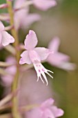 STENOGLOTTIS LONGIFOLIA