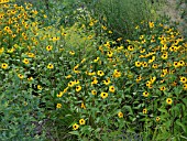 RUDBECKIA TRILOBA, CONE FLOWER