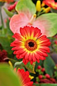 GERBERA