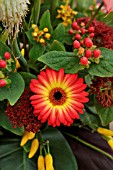 GERBERA, CAPSICUM ANNUUM, DECORATIVE PEPPER, HYPERICUM