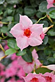 MANDEVILLA SANDERI SUNDAVILLE CLASSIC CREAM PINK SYN. DIPLADENIA SANDERI SUNDAVILLE CLASSIC CREAM PINK