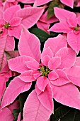 EUPHORBIA PULCHERRIMA PRINCETTIA HOT PINK