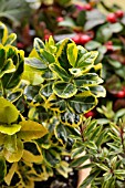 EUONYMUS JAPONICUS MARIEKE