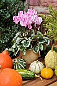 CYCLAMEN PERSICUM, CUCURBITA PEPO, DECORATIVE SQUASHES