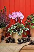 CYCLAMEN PERSICUM, WITH PINE CONES