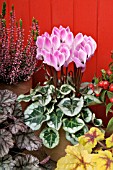 CYCLAMEN PERSICUM