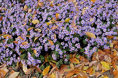 ASTER_DUMOSUS_PROF_ANTON_KIPPENBERG