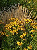 HELENIUM RAUCHTOPAS, SNEEZEWEED, CALAMAGROSTIS X ACUTIFLORA KARL FOERSTER