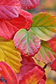 FOTHERGILLA MAJOR MONTICOLA SYN. FOTHERGILLA MONTICOLA