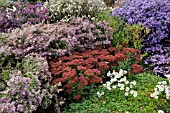 ASTER ERICOIDES, SEDUM TELEPHIUM SYN. HYLOTELEPHIUM TELEPHIUM, ASTER NOVI-BELGII DAUERBLAU